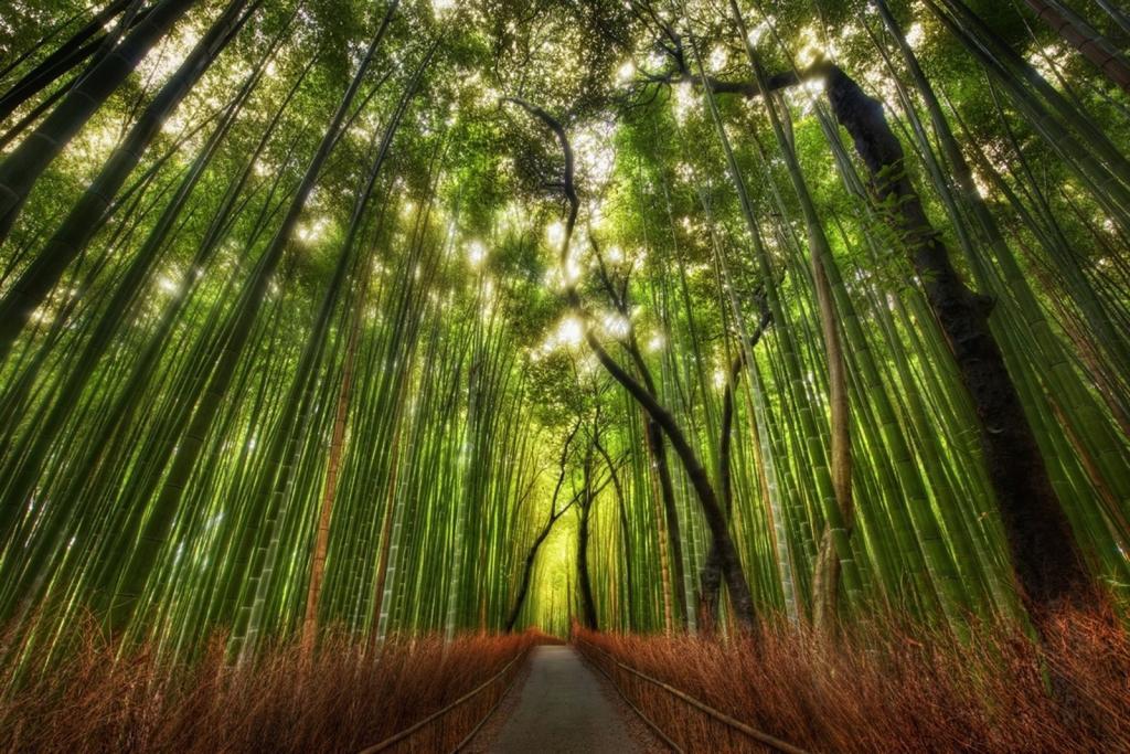 Rin Kyoto Kinkaku-Ji Templeヴィラ エクステリア 写真